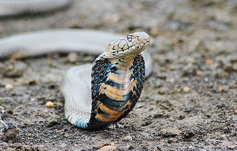 《2018年中国蛇伤救治专家共识》发表