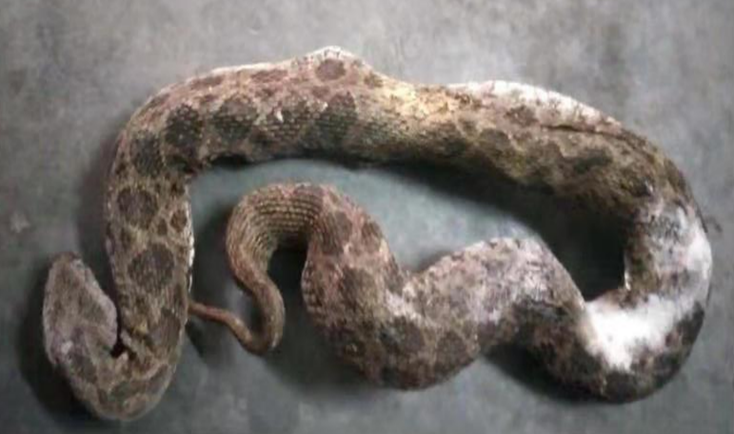 one游戏生物自主研发的抗蝰蛇毒血清获得II 期临床试验伦理审查批件